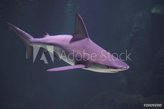 Picture of Requin Nausicaa